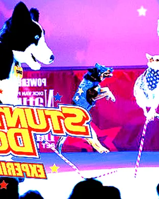 Chris Perondi's Stunt Dog Experience